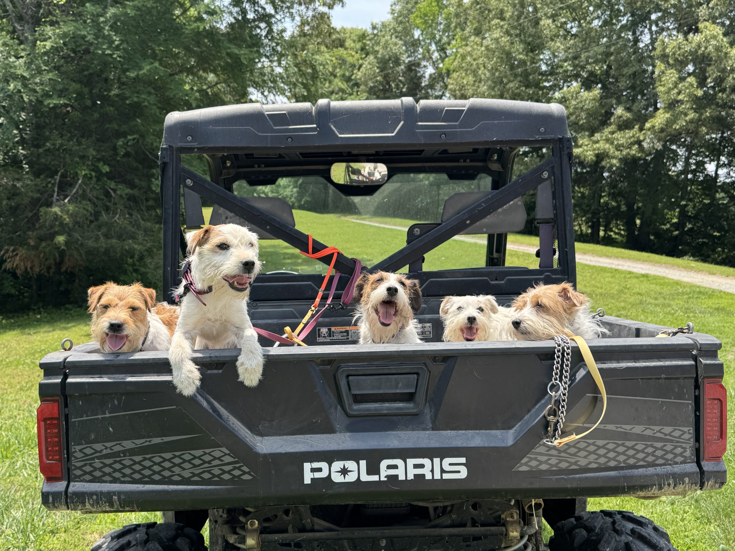 The crew ready for farm chores! Pru, Bohannon, Frazil, Sox, & Fizz