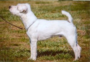 SMILIN' JACK ARCTIC BLAST, 12½", Tricolor, Broken (Little Eden Strut x Smilin' Jack Zena) SMILIN' JACK ARCTIC BLAST