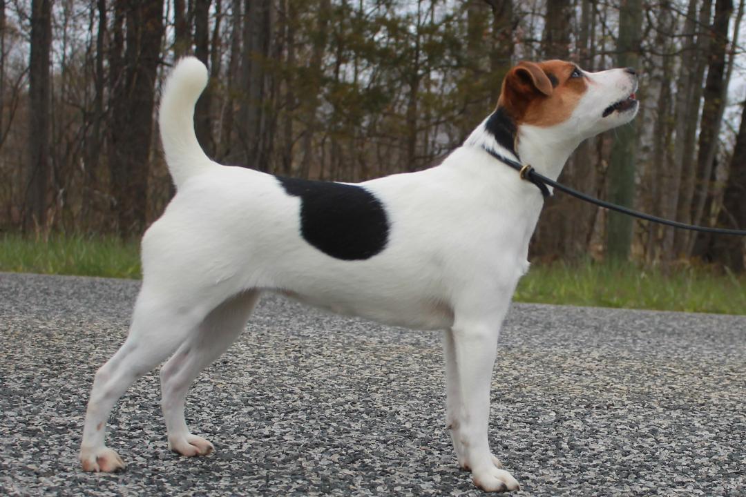 Introduing: CONQUEST TORIE, 12¼", Tricolor, Broken, (Little Eden Tango x Bojaxs Seven)