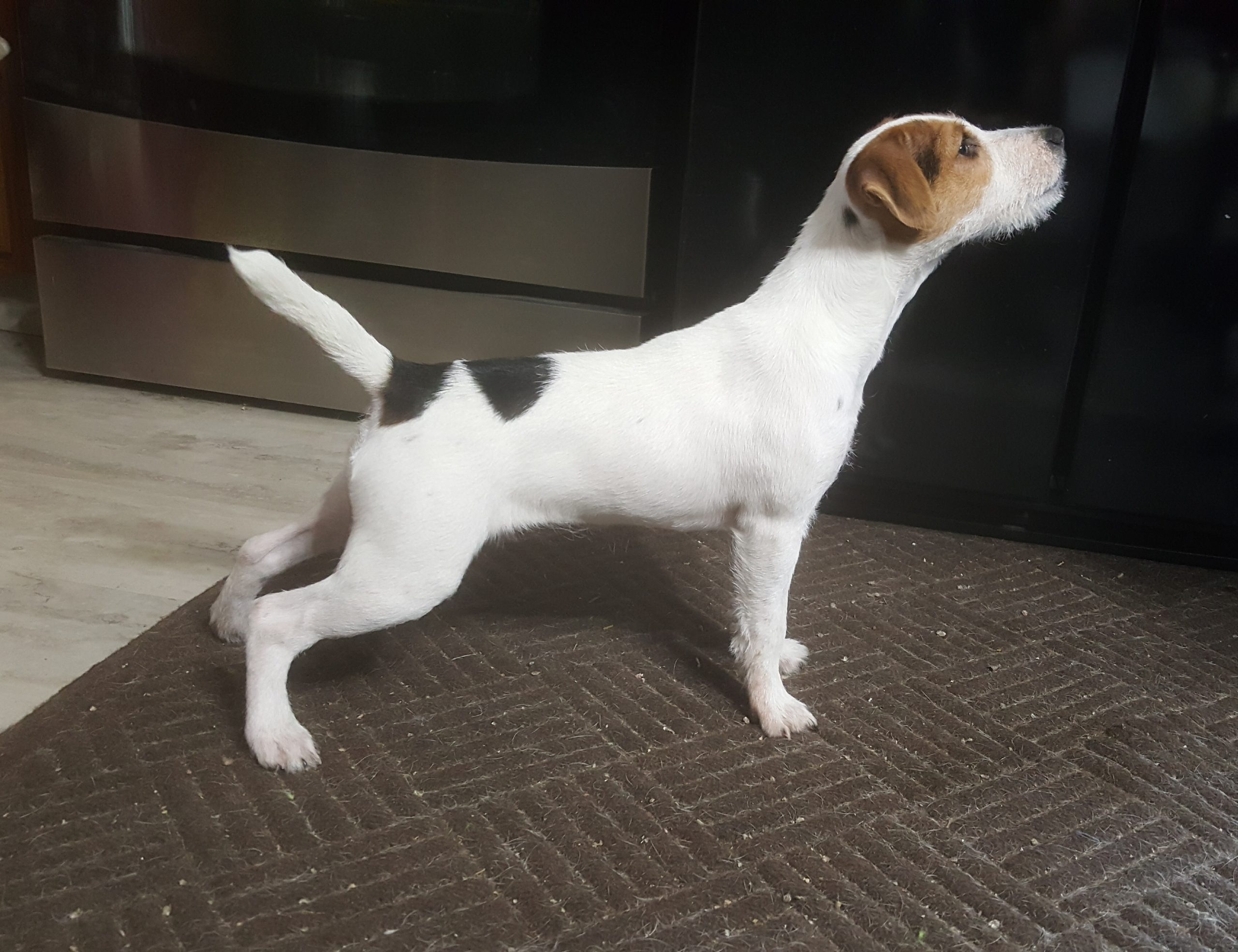Introduing: BOJAXS HIHOPE, Tricolor, Broken, (Conquest Rider x Bojaxs Ready)