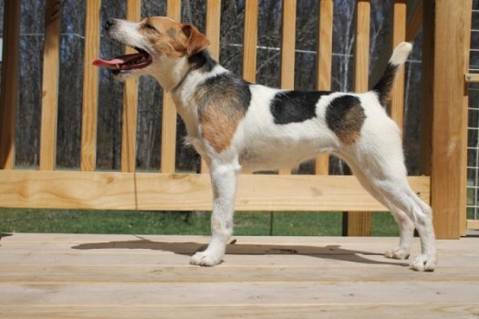 BOJAXS READY, 12½", Tricolor, Broken (Conasauga Engage x Conquest Float)
