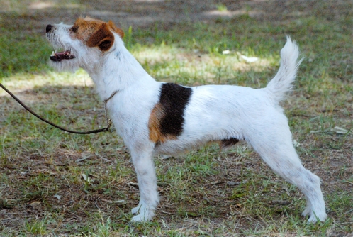 WOLF PAW COOL LIAM 12¼", Tricolor, Rough (Fox Island Rock x Meadowlake Mizen) (Co-owned with Daphne & Roy Duvall) NHC to Groundhog. Numerous Working Championships and Reserves ~ Congratulations on taking 1st place in Veteran Working Dogs at the 2012 & 2015 JRTCA Nationals!