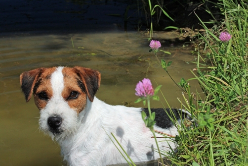 Cooling off in the pond on a hot day