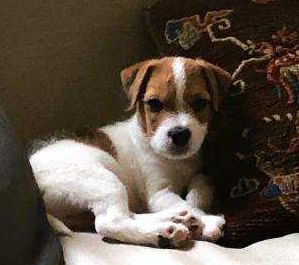 SASS 'N DASH MILO