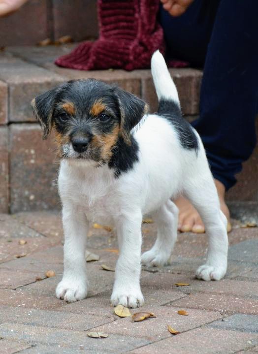 INTRODUCING: CONASAUGA VICTORY (Conasauga Redford x Conasauga Bijou) CONASAUGA MIZZOURI