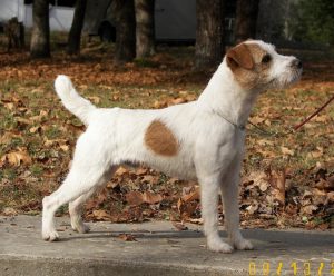 RUN AWAY FARM STRIDER was undefeated in nine 2021 conformation classes he was shown in taking Best, Reserve Best, Champion, or Reserve Champion in all but one of his 4-6 mo. classes. Strider was also Best Dog Puppy at the 2021 JRTCA Nationals