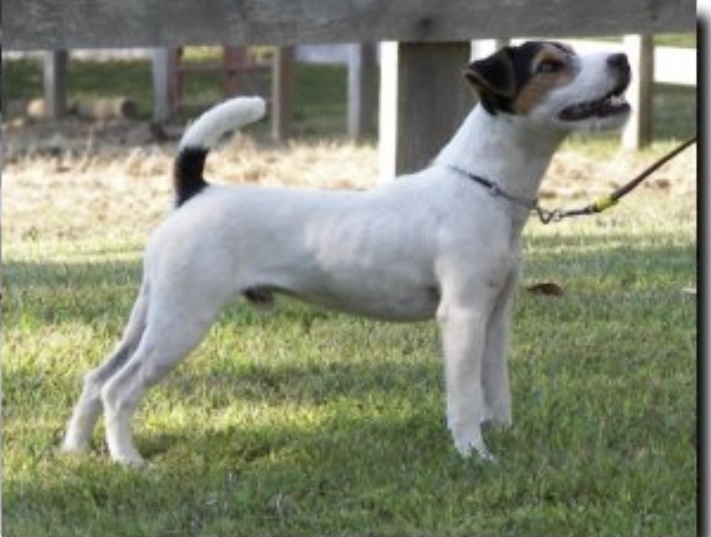 Hart Farms Abraham, Winner of 2020 JRTCA National Trial Three Generation Class with Hart Farms Ollie and Hart Farms Rip by his side.
