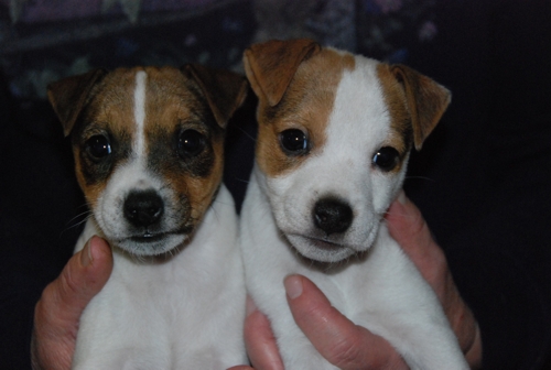 Pups from a recent litter.