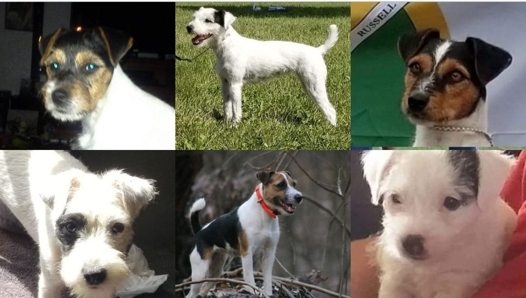 Leap'n River Terriers: preserving, working, and protecting
