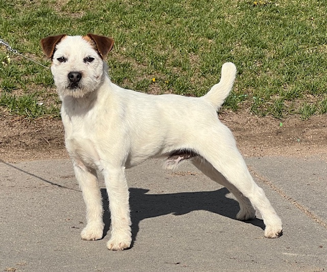 LEGENDARY DOUBLE DOWN, 12¼", Broken, NHC, Many Working Terrier Championships in his first year.