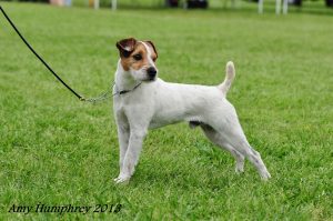 LONG CREEK DOUBLE UP ~ 2017 JRTCA Nationals Best Open Terrier 2013 JRTCA Nationals Winner of Bred by Exhibitor Dog. JRTCA Nationals 2012 Reserve Best Dog Pup. Winner of multiple Bests and Reserves. He is a Loblolly Jinx grandson and George Jones great grandson. LONG CREEK DOUBLE UP