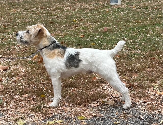 MOUSEMOOR CAYMUS is an under male with tons of drive working in the field and does very well in Obedience, GTG, and Nosework. He's truly an all around terrier!