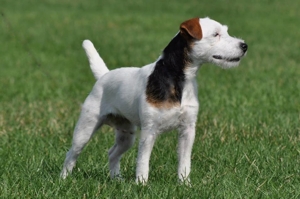 NORTHGATE KENNEDY, 12¾", Tricolor, Lightly Broken (Lilliput Mozart x Northgate Bracken) 2020 JRTCA National Working Terrior Champion ~ 2019 JRTCA National Best Working Bitch & Reserve Working Terrier Champion ~ 2019 JRTCC National Reserve Best Working Bitch & National Best Veteran Terrier ~ 2018 JRTCC National Working Terrier Champion ~ 2018 JRTCA National Working Terrier Reserve Champion ~ 2018 JRTCC & JRTCA National Best Veteran Terrier ~ 2017, 2016 JRTCA National Working Terrier Champion ~ 2017 JRTCC National Working Terrier Reserve Champion ~ 2014, 2013 JRTCC National Open Conformation Champion ~ 2013 JRTCA National Reserve Best Open Bitch