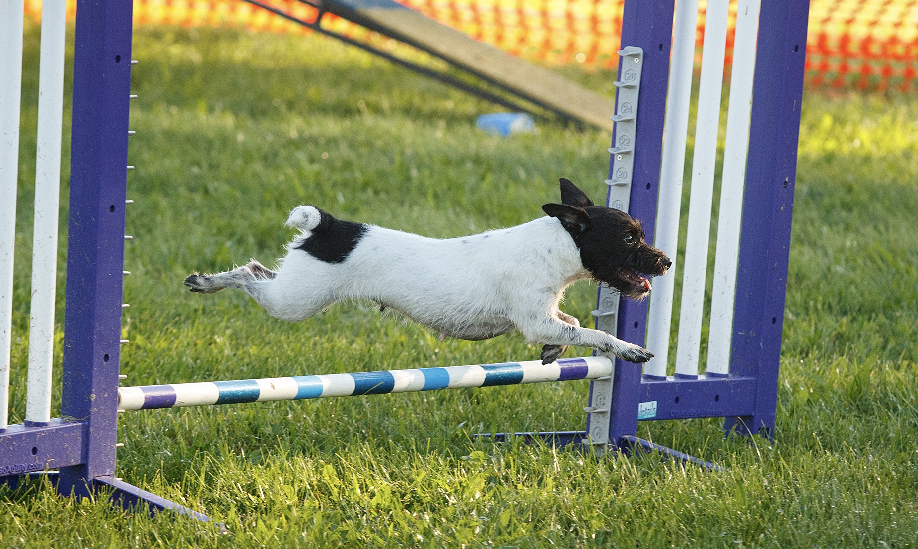 Our dogs excel in performance events, such as agility, obedience, nosework, and barn hunt. They love to work!