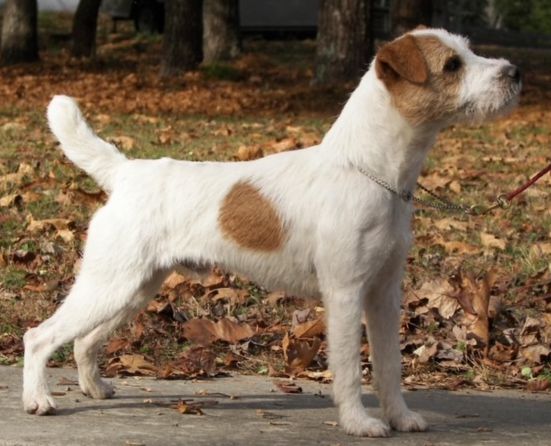RUN AWAY FARM STRIDER, 13¼", Tan/White, Broken. Bronze Medallion, 2022 JRTCA Nationals Best Junior Terrier, 2023 High Score Working Terrier Dog, 2023 JRTCA Nationals Best Family, 2024 JRTCA Nationals Working Champion