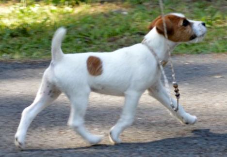 RUNAMUK SALSA, 13", Tan/White, Broken (Long Creek Jedi x Glenwood Kaitu) Pictured at 4 months.