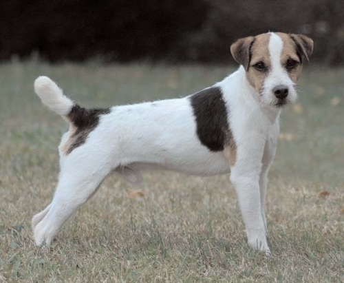 SASS 'N DASH BUZZ - Multiple Bests & Reserves - Open Terrier ~ Best Family - 2009 JRTCA National Trial ~ Reserve Best Family - 2013 JRTCA National Trial