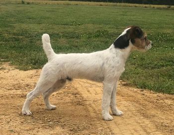 SHELMAR RENNY (Little Eden Bryce x Shelmar Roux) PLL, SCA, DM, LOA Normal