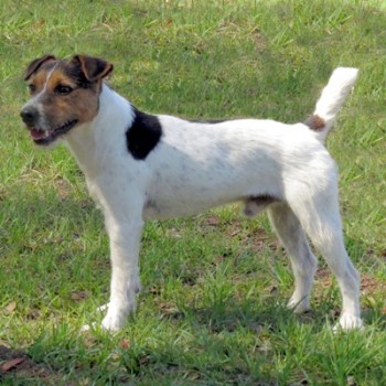 Meynell Sundance DIESEL, 12¾", Tricolor, Broken. Imported from Great Britain, outcrossing to finest traditional Jack Russell bloodlines.