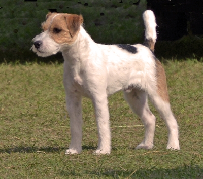SHINGLE OAK LOGIC, 13", Tricolor, Rough (Little Eden Strut x Little Eden Layla)