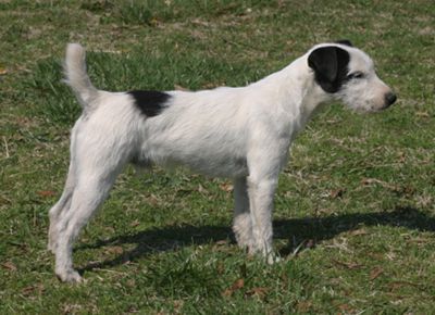 RUN AWAY FARM CYRUS, 13½", Black/White, Rough (Hart Farms Chuck-A-Roo x Run Away Farm Marret) NHC Groundhog ~ PLL, SCA, DM Normal, CERF Clear, BEAR Normal