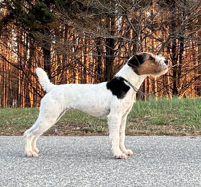 DigEmOut Beatrix, 13", Tricolor, Rough (Black Brush Bruiser x Run Away Farm Star) Multiple Puppy & Working Championships, JRTCA Bronze Medallion