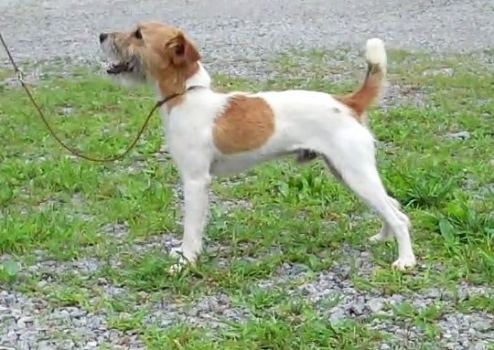 Introducing RUCKERHILL COBY, 13", Tricolor, Rough (Ruckerhill Havoc x Cabin Creek Fiona) *Multiple NHCs*