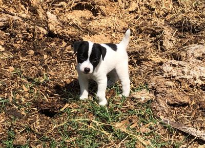 HONEY TREE KOJO, (Hart Farms Buffalo Bill x Honey Tree Abby) Knowledge Happily Shared! Puppies and adults available on occassion. Honey Tree