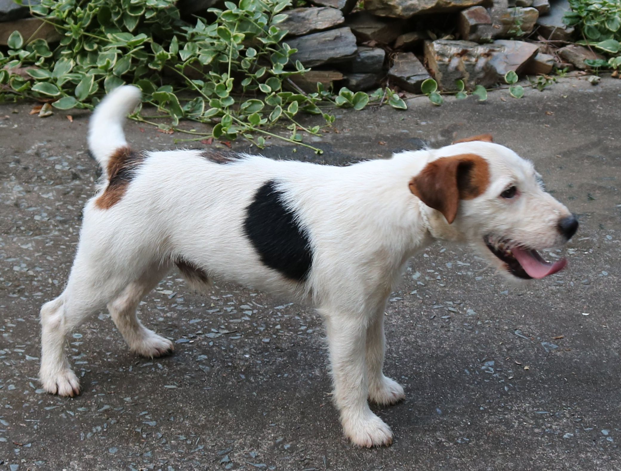 RUN AWAY FARM FITZ, 12", Tricolor, Broken (Inseguire Scandal x Run Away Farm Brunello) PLL, SCA, DM Normal, CERF Clear, BAER Normal