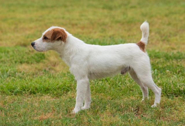 WINSLOW FARMS CASPER, 12¾", Tan/White, Broken (Winslow Farms Jasper x Conquest Cascade) PLL, SCA Normal, DM Carrier, CERF Clear, BAER Normal