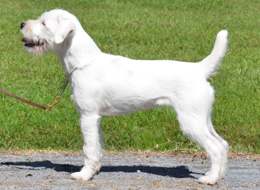 PINE HILL ROSE', 12¾", White, Rough (Down-N-Dirty Bohannon x Cabin Creek Pretty 'N Pink) Multiple Best Open Terrier & Reserves, started working in the field