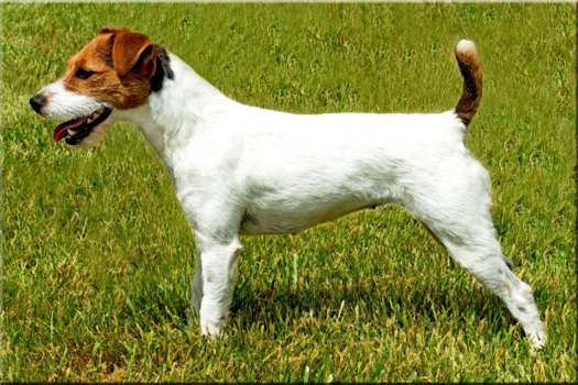 PINE HILL DOTTIE, 12¾", Tricolor, Broken (Wolf Paw Atomic x Pine Hill Izzy) NHC to Groundhog, Multiple Working Terrier Champions & Reserves, multiple Puppy Champions & Reserves, multiple Best Open Terrier & Reserves, 2012 JRTCA National Trial Puppy Reserve Champion, 2015 JRTCA National Trial Reserve Working Champion