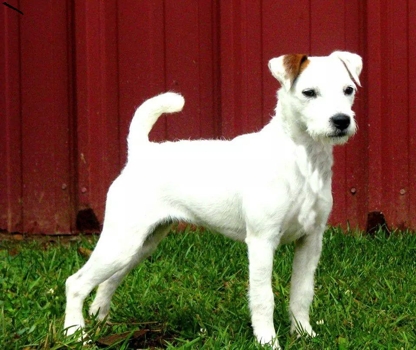 ROCK CHALK KEEPHER (aka Burnie) (Sow's Ear Raisin Hell x Lost Acres Rock Choxie)