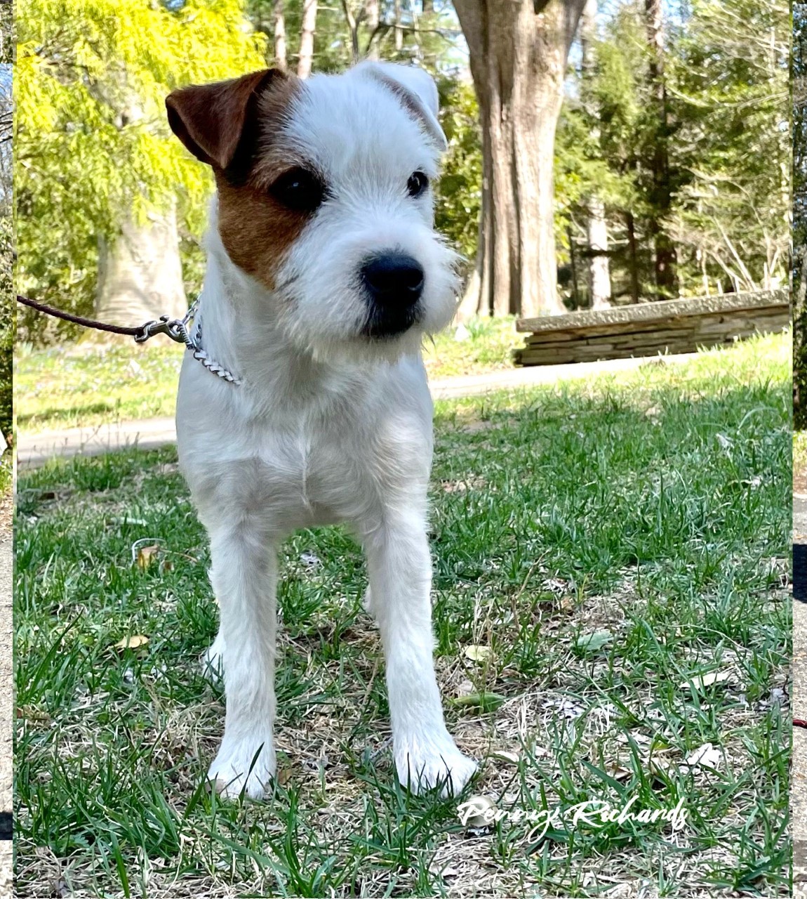 Inseguire terriers sales