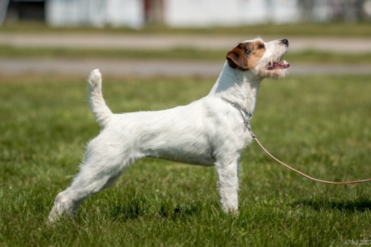 SHELMAR ROUX, 13", Tricolor, Broken (Rapscallion Rowdy x Shelmar Brash) ~ 2015 JRTCA National Trial Best Open Terrier ~ 2015 JRTCC National Trial Reserve Best Open Terrier ~ 2018 JRTCC National Trial Best Foreign Bred Terrier