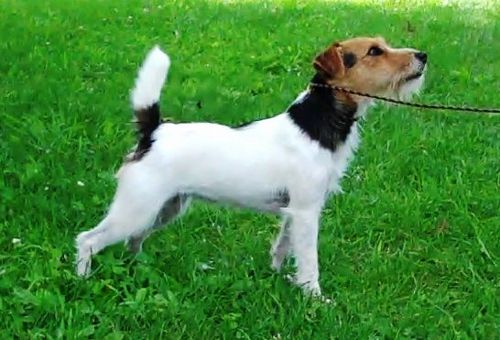 Introducing RUCKERHILL TSUNAMI, 11½", Tricolor, Broken (Little Eden Swagger x Ruckerhill Zephyr)