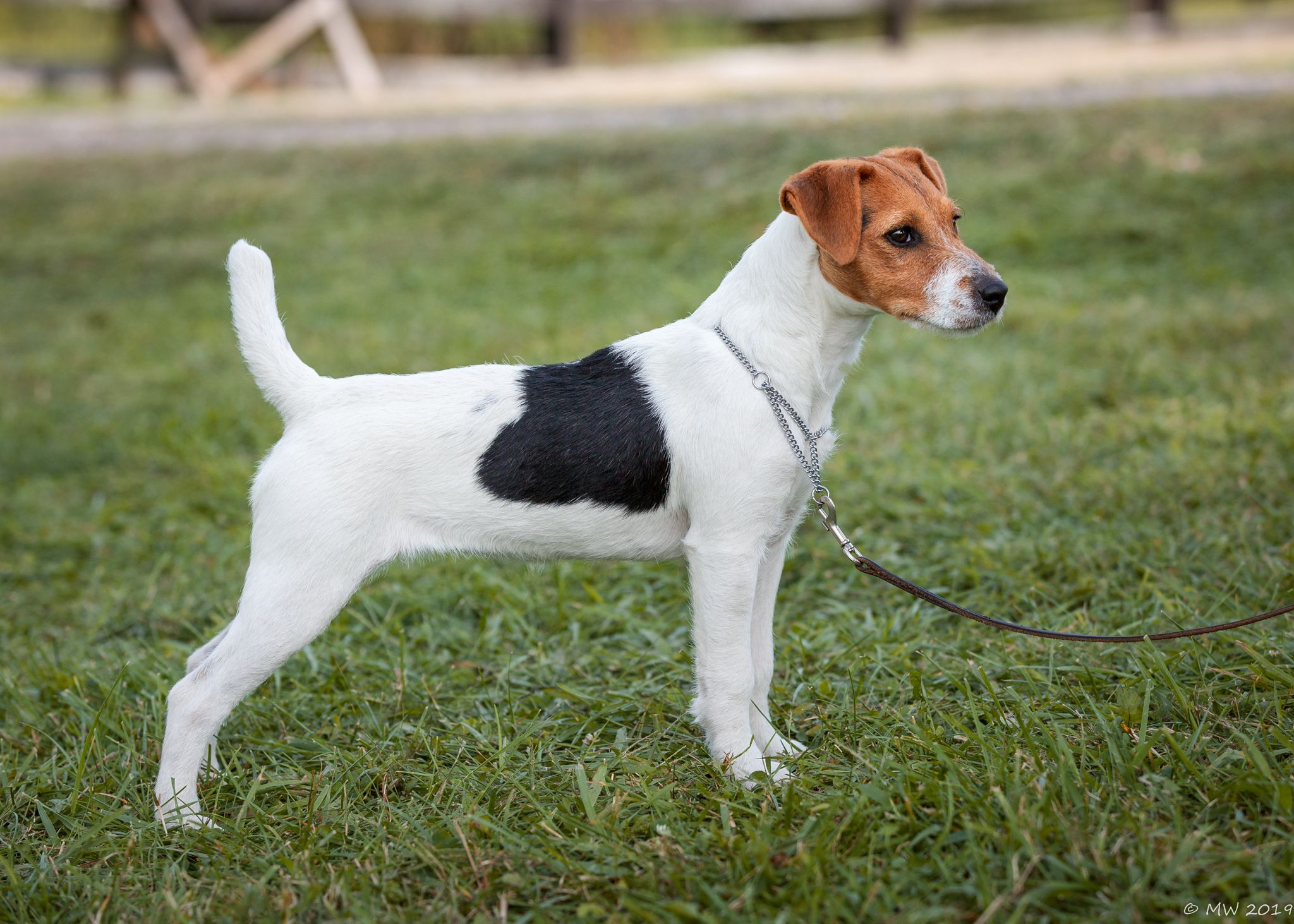 WOOFGANG BRIONY. Briony is the beautiful daughter of our Jig and the wonderful Little Eden Dempsey. We feel so privileged to have a piece of Dempsey’s legacy live on in our kennel. Briony is an exceptional terrier in every respect and certainly has a very bright future!