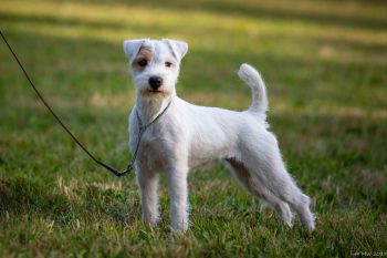 WOOFGANG WHIMSY "Whimsy" is a lovely, small, balanced bitch with an engaging, expressive personality. She has her mother's small, flexible chest and beautiful angles. She reminds us of her Grandma "Wish" and we are thrilled to continue Great Grandmother "Fang's" line with this lovely young terrier.