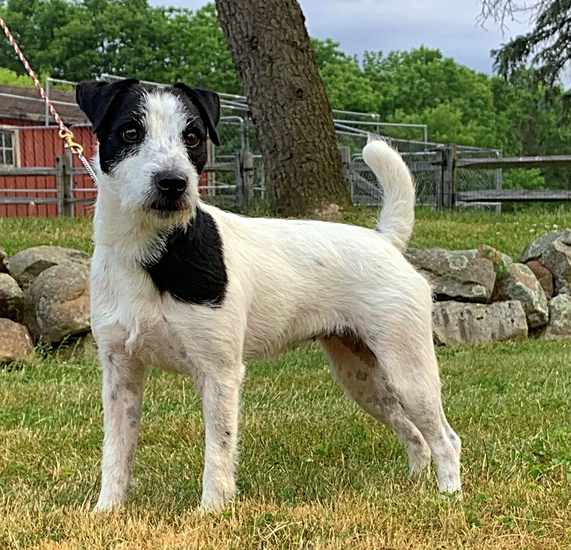 HARMONY CHASE PANDAMONIUM (Moe), 13½", Black/White, (Windermere Porter x Northgate Brash) 2022 JRTCC Best Bitch Puppy Conformation Champion, 2022 JRTCC Reserve Puppy Champion