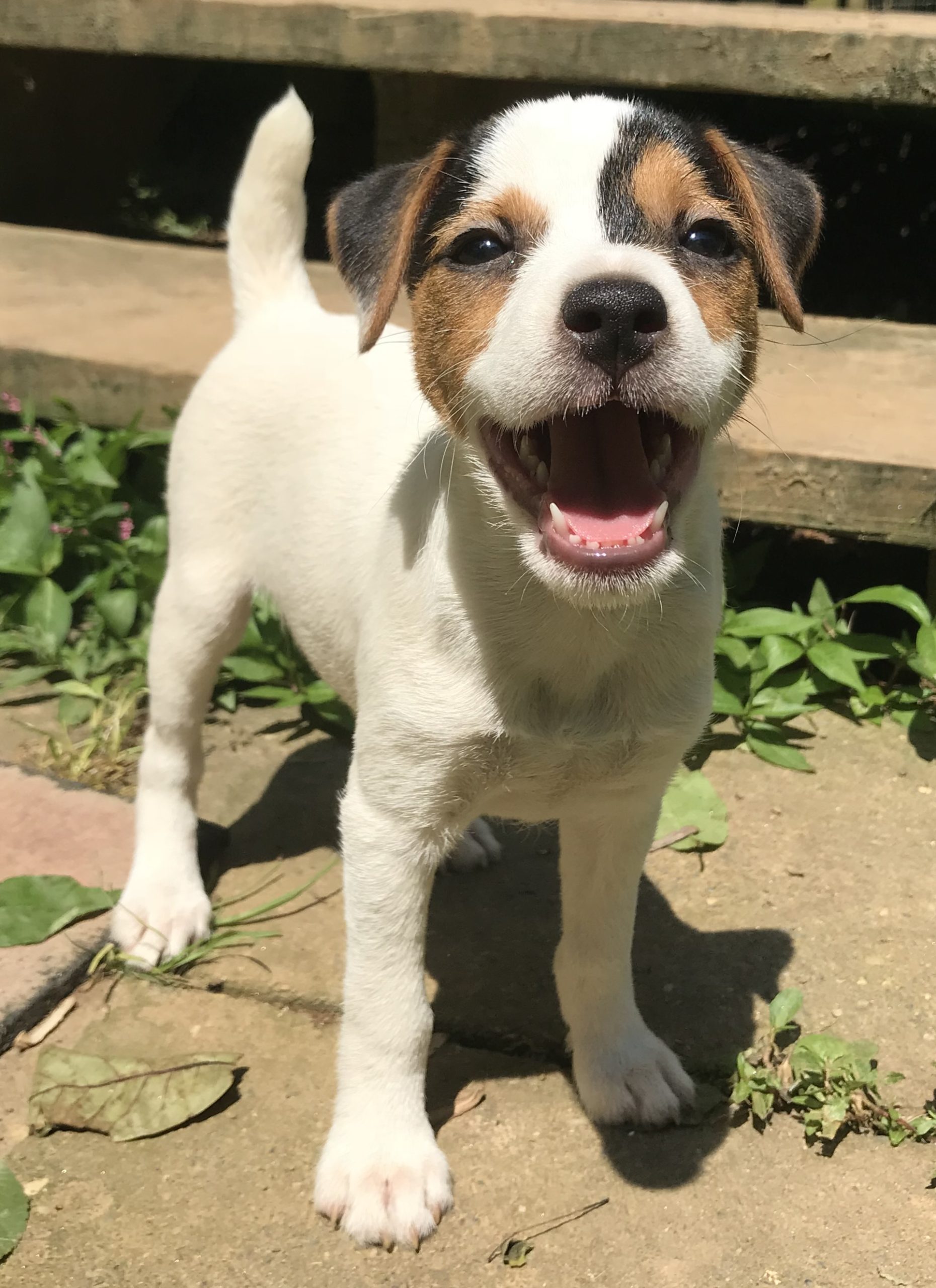 Happy Venery Pup!