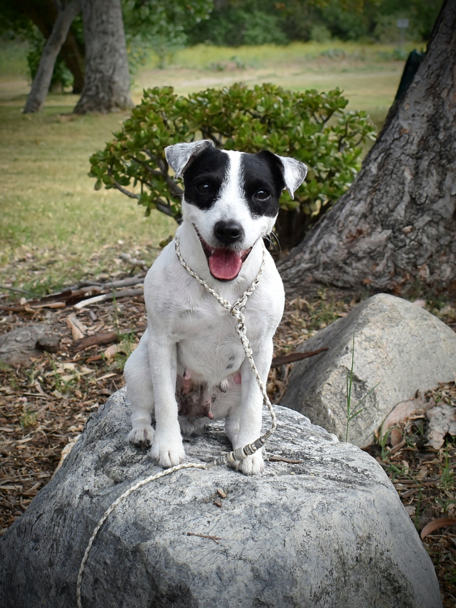 Snowcrest Lil Miss Priss, the best girl!