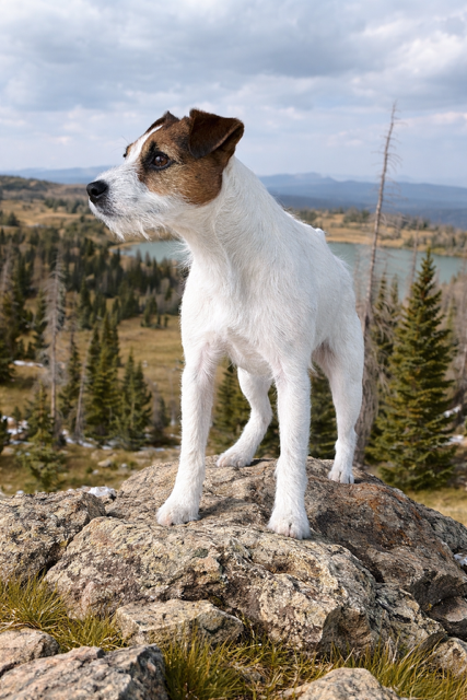 Treetop Bizzy resides in New Mexico